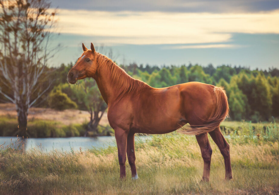 Brown horse in front of a lake
